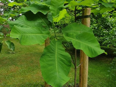 Magnolia macrophylla ssp. ashei - šácholan velkolistý..